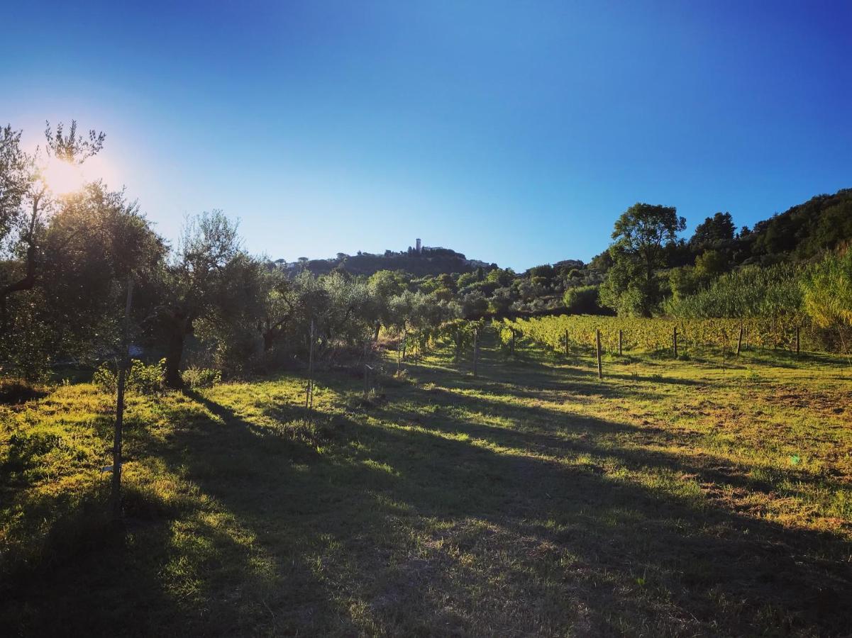 Le Giuncaie - Vigna Con Alloggio Montescudaio Zewnętrze zdjęcie